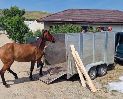 Cal ridicat de pe stradă din Florești / Foto: Bogdan Pivariu - Facebook