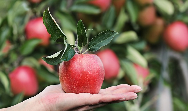 Merele au beneficii incredibile pentru organismul nostru / Foto: pixabay.com