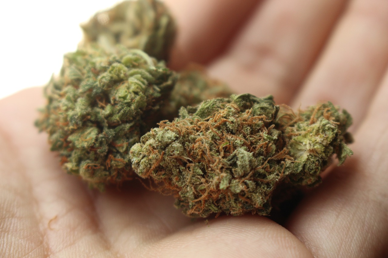 Guvernul Germaniei a dat undă verde pentru legalizarea canabisului / Foto: pixabay.com