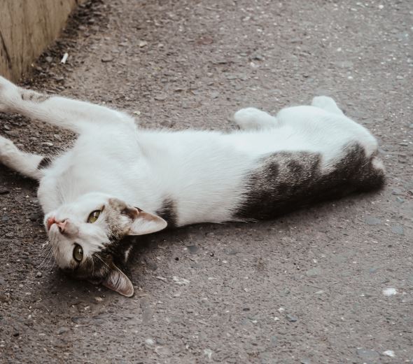 Pisică comunitară/Foto: pexels.com