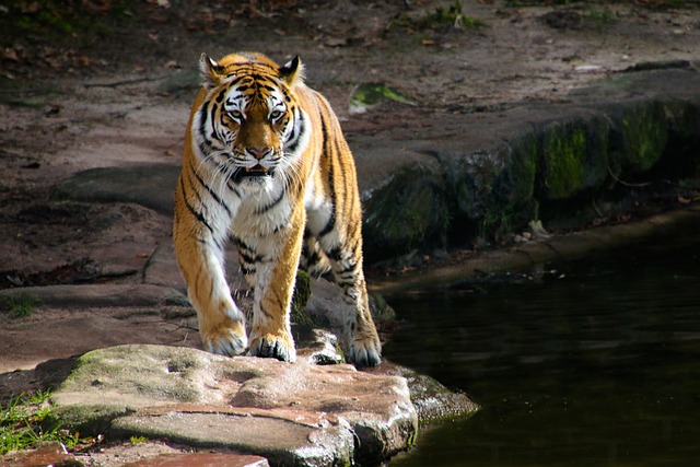 Tigru aflat în captivitate/ Foto: pixabay.com