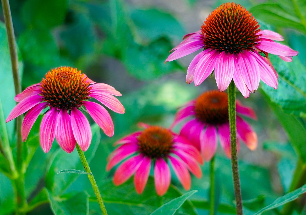 Echinacea este o plantă perenă
