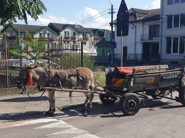 Măgăruș pe drumurile din Turda/ Foto: monitorulcj.ro