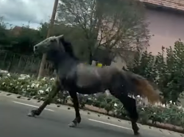 Cal pe drumul național din Iclod/ Foto: gherlainfo.ro
