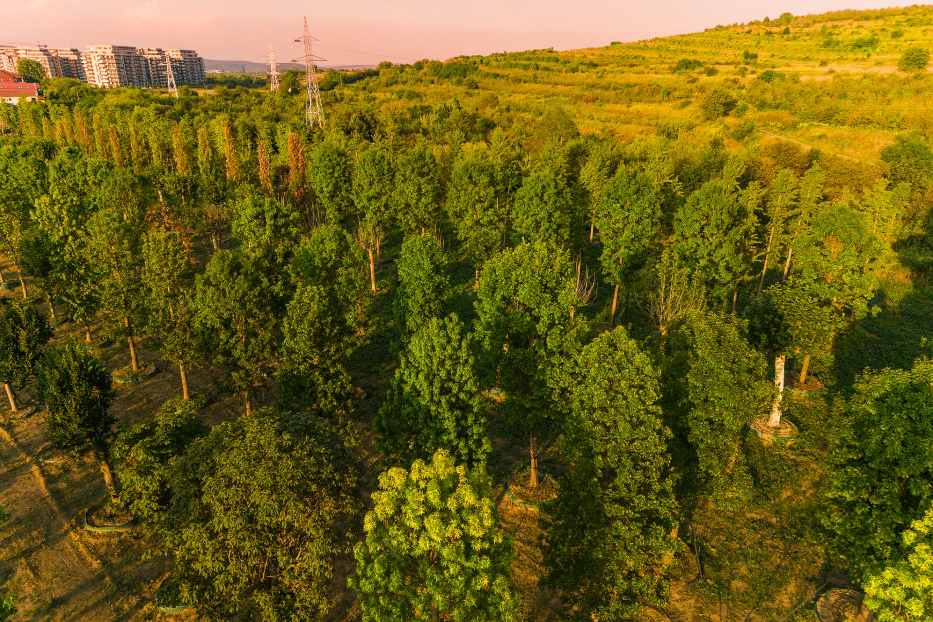 „Pădure” cu peste 600 arbori și peste 100.000 de plante decorative
