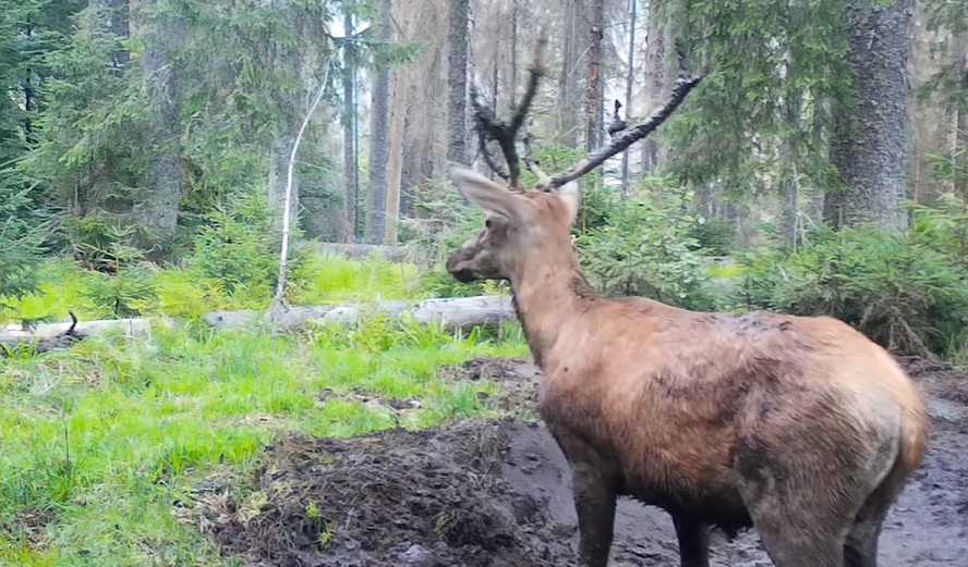 Un cerb superb a fost surprins în Parcul Natural Apuseni în timp ce se afunda în noroi și proba duritatea coarnelor/ Foto: Regia Nationala a Padurilor - Romsilva - Facebook