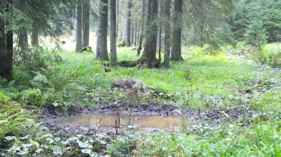 Imagini frumoase cu lupi în Parcul Natural Apuseni / Foto: Romsilva -  Ghiță Floca