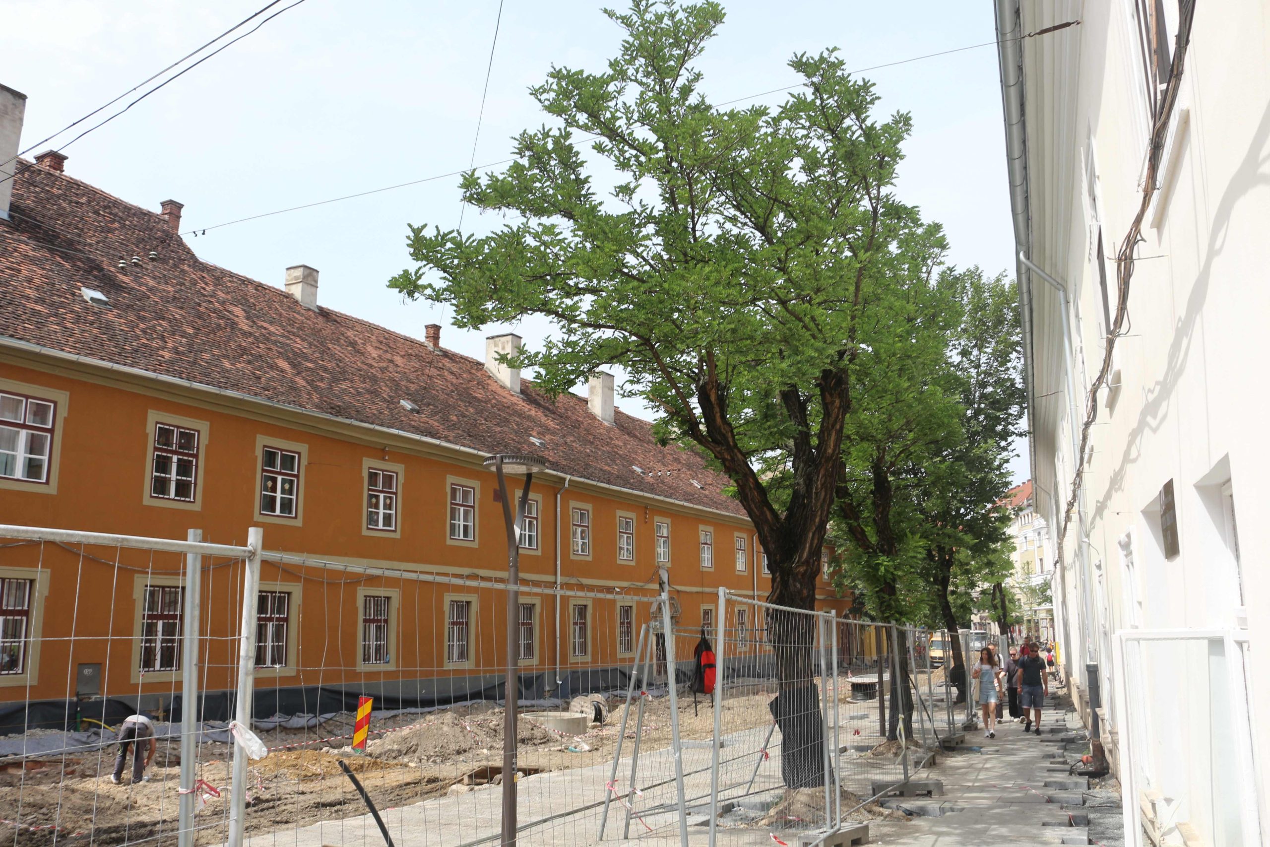 Arborii maturi de pe strada Universității nu vor fi „eliminați” / FOTO: Diana CÎMPEAN - monitorulcj.ro