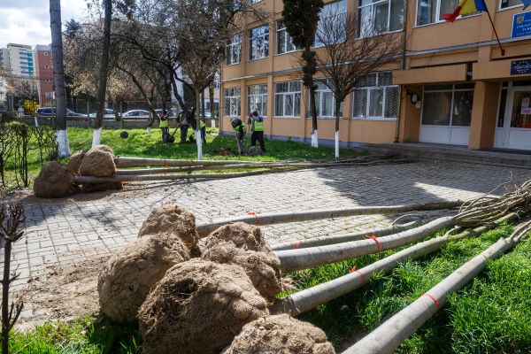 În ultimele luni au fost plantați 2.800 de arbori cu balot în municipiul Cluj-Napoca/ Foto: Emil Boc - Facebook