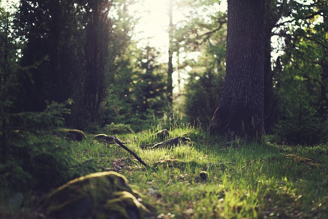 Tânărul a fost găsit spânzurat într-o pădure/ Foto: pixabay.com