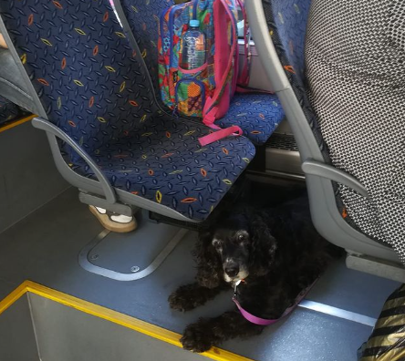 Asociația Dog Assist le explică stăpânilor de câini cum să călătorească alături de „blănoșii” / Foto: Instagram - Dog Asisst