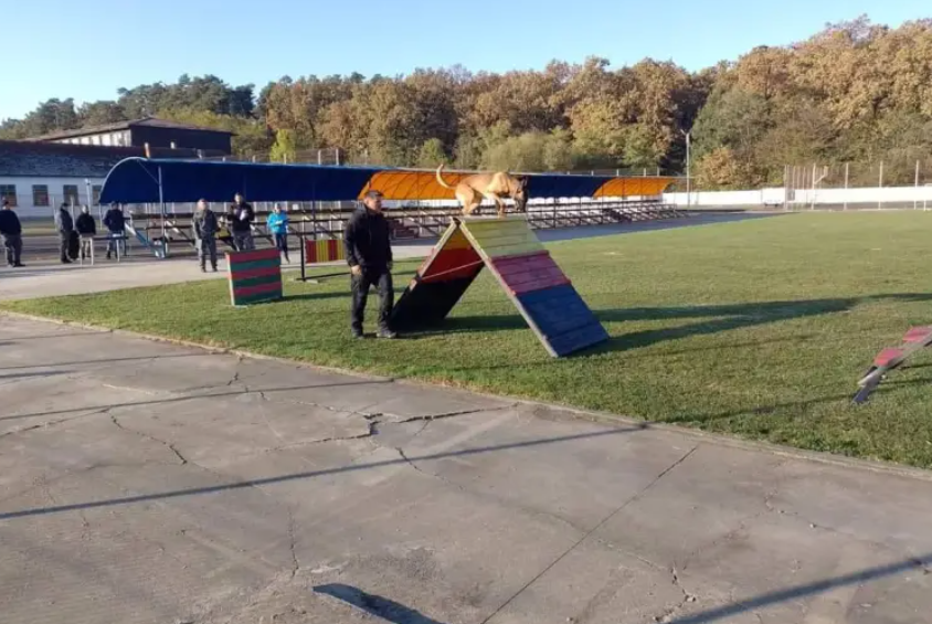 Centrul Chinologic „Dr. Aurel Greblea” Sibiu a găzduit în aceste zile Campionatul de Dresaj al Câinilor de Serviciu din Ministerul Afacerilor Interne