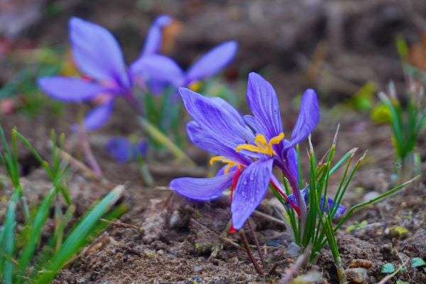 Reprezentanții Grădinii Botanică „Alexandru Borza” din Cluj-Napoca au reușit să cultive planta ale cărei stigmate sunt folosite pentru a obține cel mai scump condiment din lume/ Foto: Grădina Botanică "Alexandru Borza" Cluj-Napoca Universitatea Babeș-Bolyai - Facebook