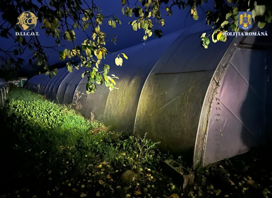 Peste 500 de kilograme de masă verde de canabis şi 117 kilograme de muguri de canabis au fost descoperite miercuri de poliţiştii şi procurorii DIICOT Timişoara/ Foto: DIICOT