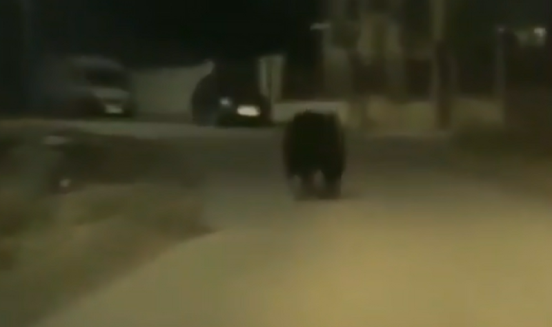 Un urs de mari dimensiuni a fost filmat de un șofer pe străzile satului Mera