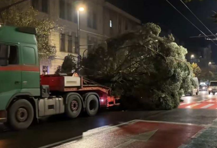 Bradul de Crăciun a ajuns în Cluj-Napoca/Foto: monitorulcj.ro