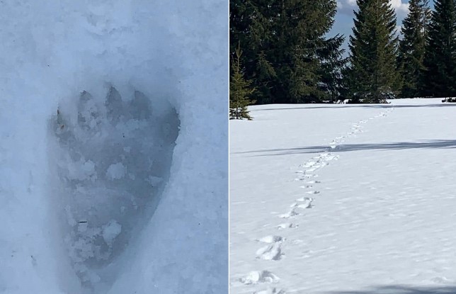 Urme de urs în zona montană a județului Cluj