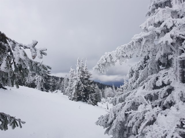 Imagine incredibilă cu zăpada în zona Vlădeasa