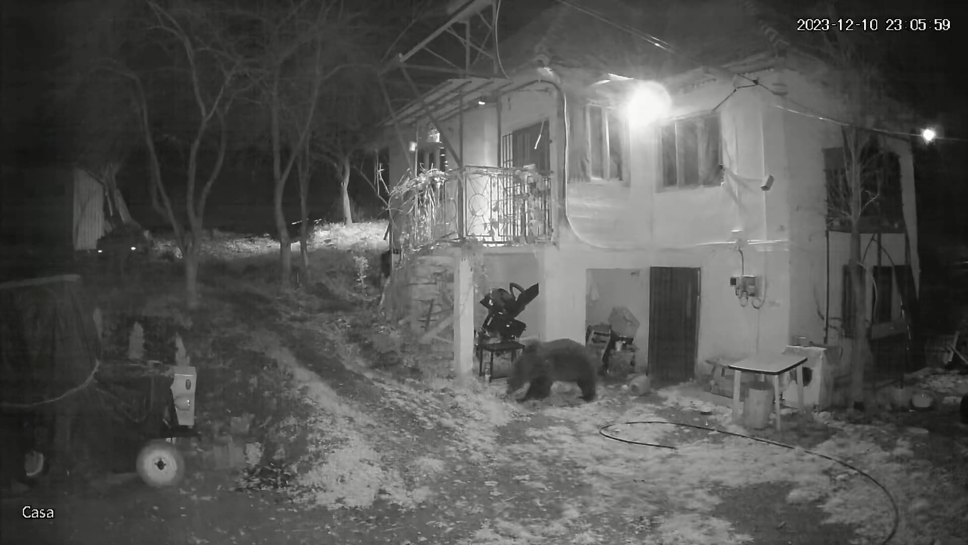 Un urs a fost văzut în satul Micești