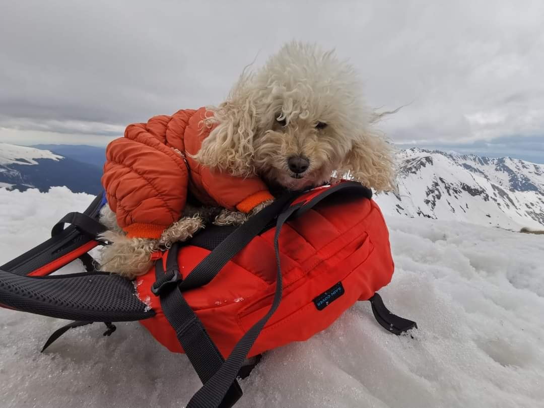 Câțelușa Zoe Alpinista