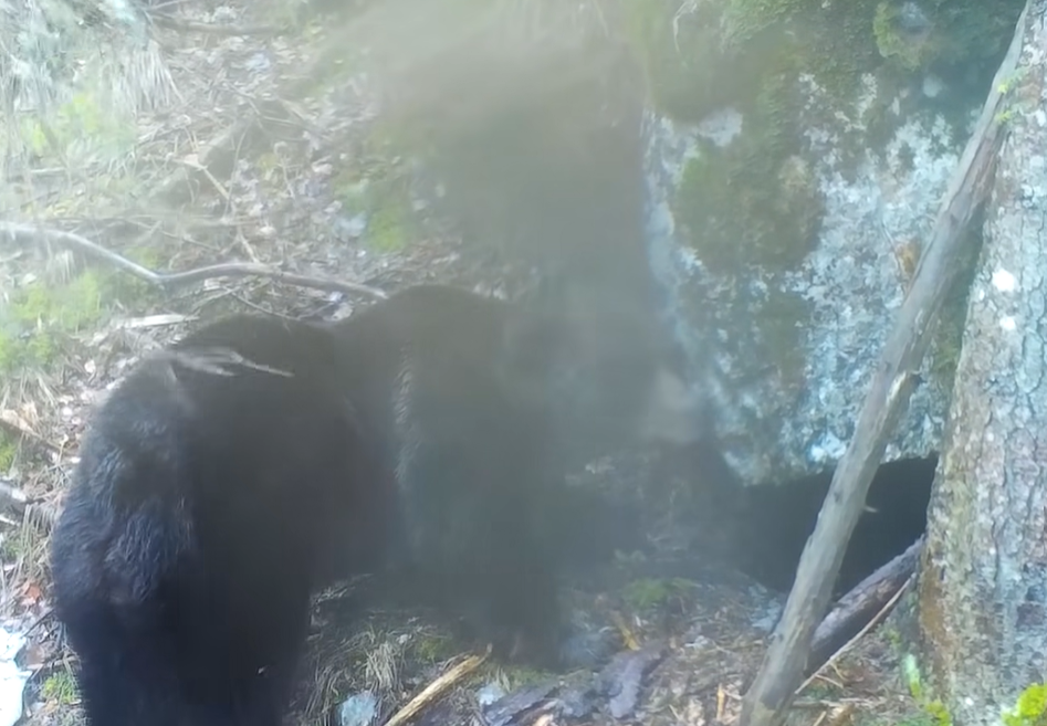 Un urs adorabil a fost surprins în timp ce își cerceta bârlogul