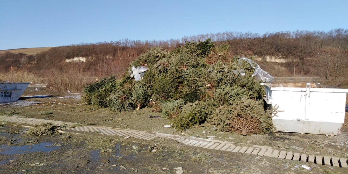 Locuitorii comunei Florești pot scăpa de brazii de Crăciun