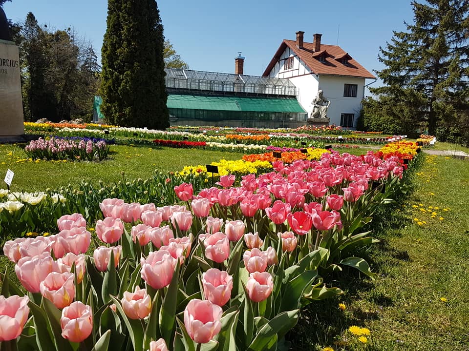 Grădina japoneză din cadrul Grădinii Botanice a UBB / Foto: site UBB