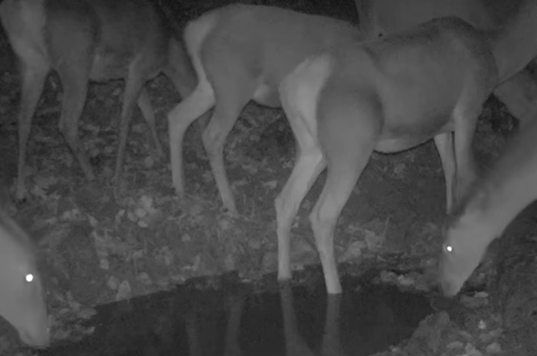 Mai multe ciute au fost surprinse la o scăldătoare din Parcul Natural Apuseni/ Foto: Regia Nationala a Padurilor - Romsilva - Facebook