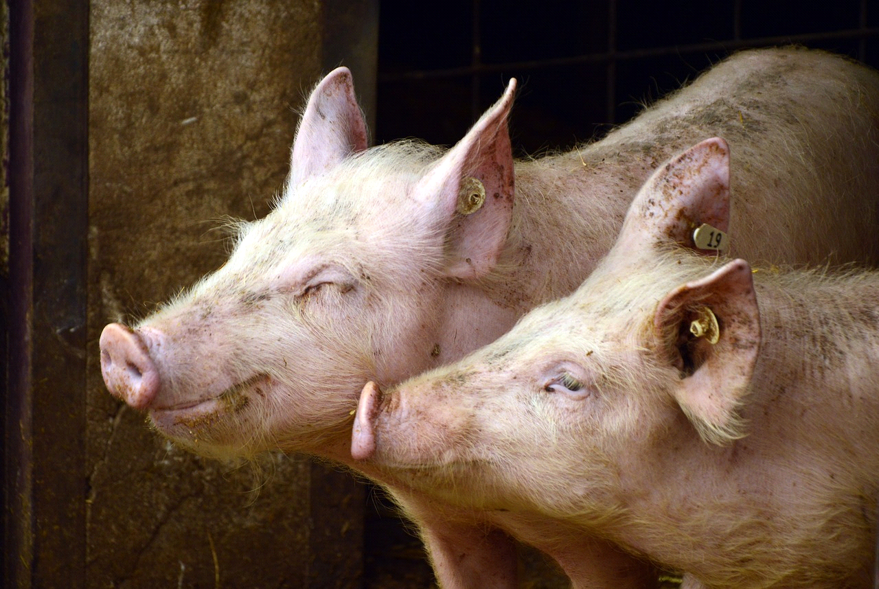Focar de pestă porcină africană în comuna Baciu din Cluj. Sursa foto: Pixabay