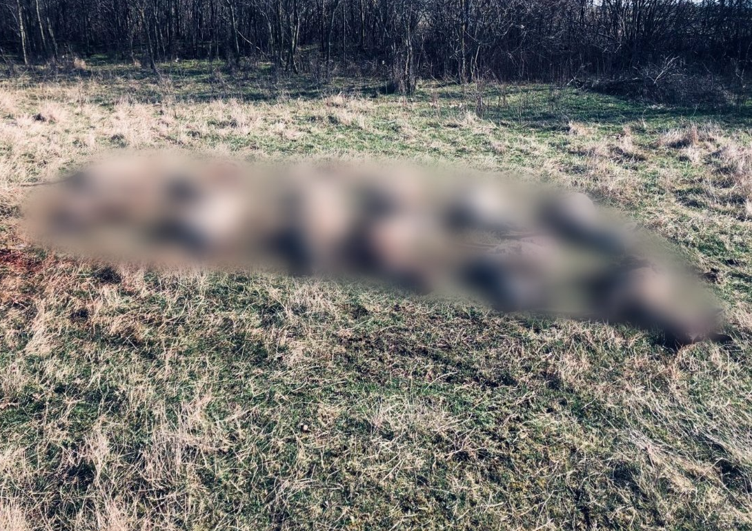 Cadavrele a zeci de căprioare