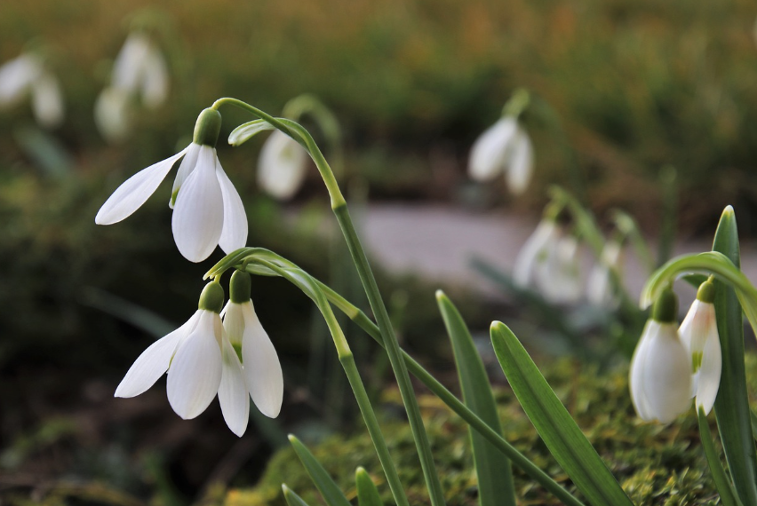 Prima lună de primăvară vine cu vreme caldă/Foto: pixabay.com
