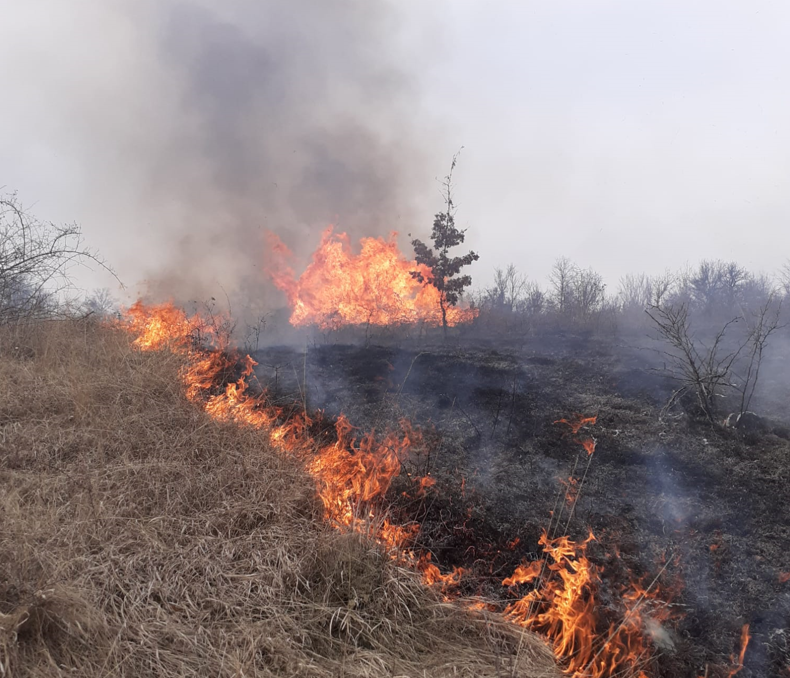 Incendiu de vegetație