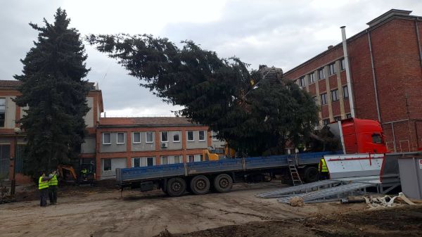 Peste 120 de arbori maturi de pe fosta platformă Carbochim din Piața 1 Mai au intrat într-un amplu proces de relocare la începutul acestui an. FOTO: IULIUS