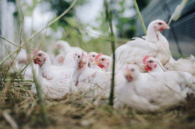 Transmiterea gripei aviare H5N1 la oameni reprezintă „o îngrijorare enormă”