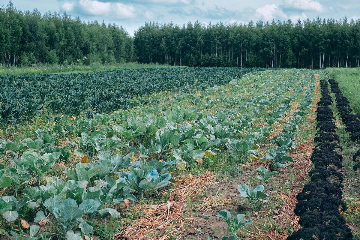 Brassica este bogată în nutrienți și poate ajuta la prevenirea cancerului. Foto: pexels.com