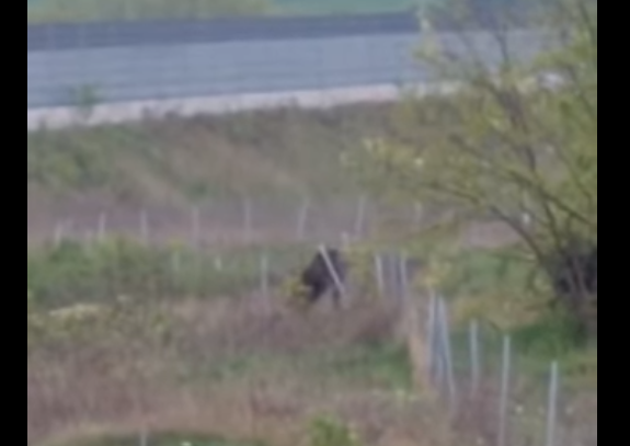 Urs rănit în apropiere de autostrada Sebeș-Turda
