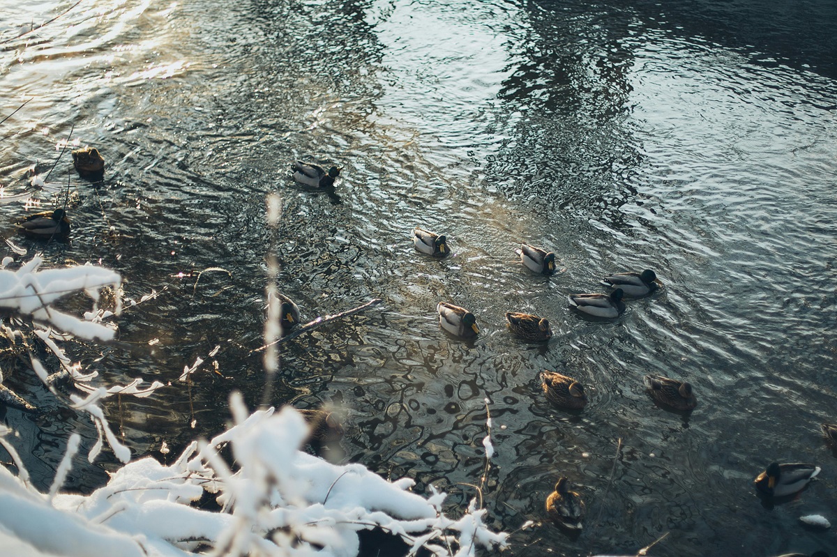Gripa aviară a ucis deja zeci de milioane de păsări. Foto: pexels.com