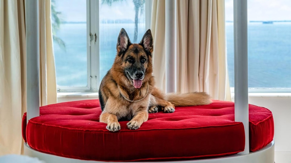 Cel mai bogat câine din lume a adoptat un alt animal. Foto: Dog is Human / X