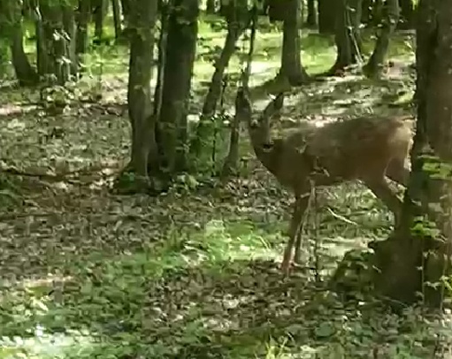Căprior ținut în captivitate
