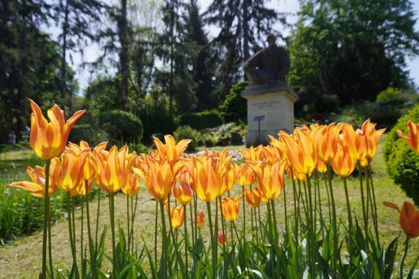 Intrare gratuită la Grădina Botanică din Cluj pentru cei sub 35 de ani