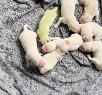 Câinele de Paști: un pui de Retriever s-a născut VERDE! Sursă foto: captura ecran/TikTok