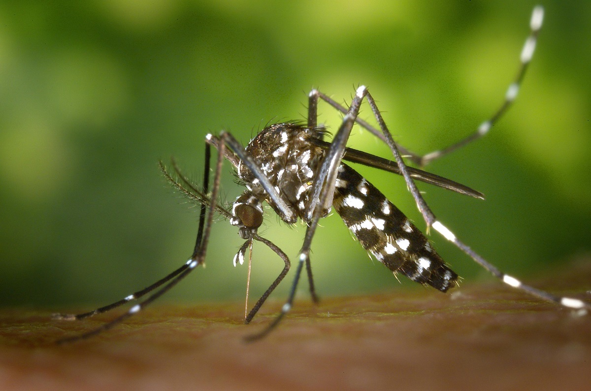 Peste 4 milioane de cazuri de febră Dengue