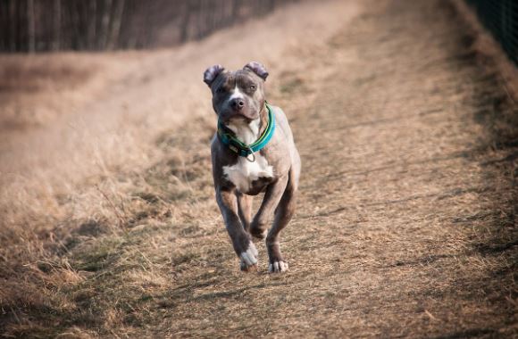 Un bărbat este cercetat după ce a lovit doi soți pentru că câinele acestora s-a bătut cu un alt câine ieșit din curtea în care se afla agresorul/ Foto: pixabay.com