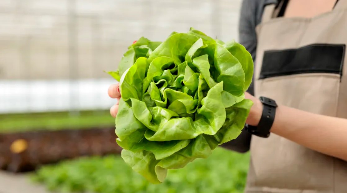 Beneficiile consumului de salată verde
