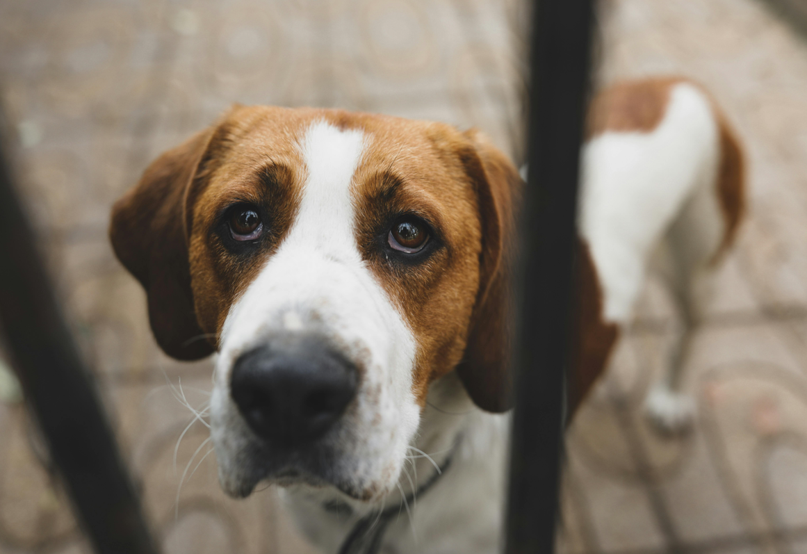 Un bărbat din Turda a fost amendat cu 8000 de lei pentru neglijarea câinelui. Animalul era lipsit de apă și hrană. Sursă foto: Pexels.com