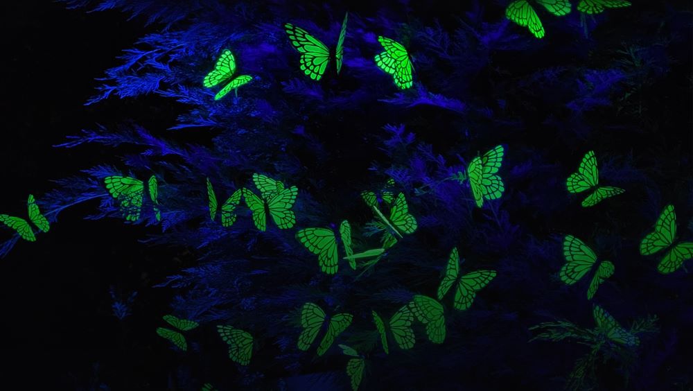 1.000 de fluturi fluorescenți vor împânzi curtea Asociației Misionarii lui Padre Pio din Cluj-Napoca/ Foto: organizatori