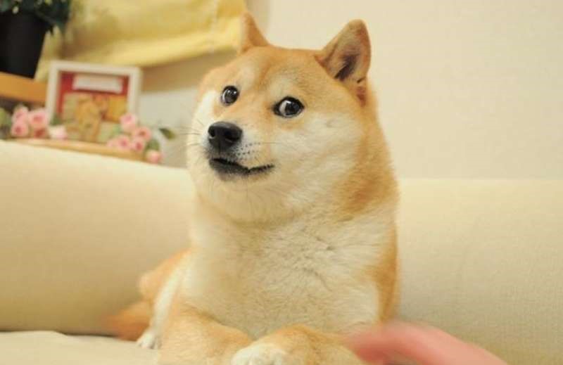 Kabosu