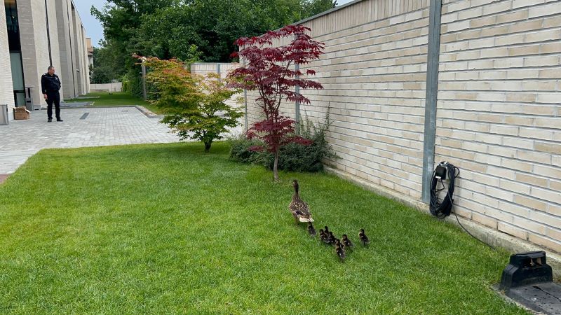 Familia de rațe în curtea băncii/ Foto: Organizația pentru Protecția Mediului și Combaterea Braconajului
