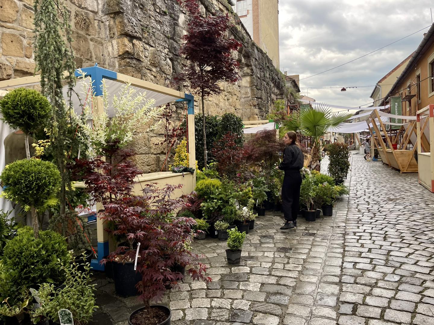 Strada Potaissa se transformă. Piața de flori „altfel” prinde viață pentru al optulea an la rând/Foto: Strada Potaissa - Facebook