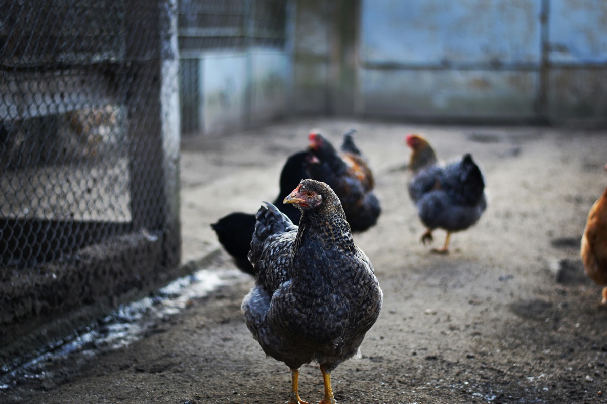 A fost înregistrat primul deces uman cauzat de gripa aviară. Foto: pexels.com
